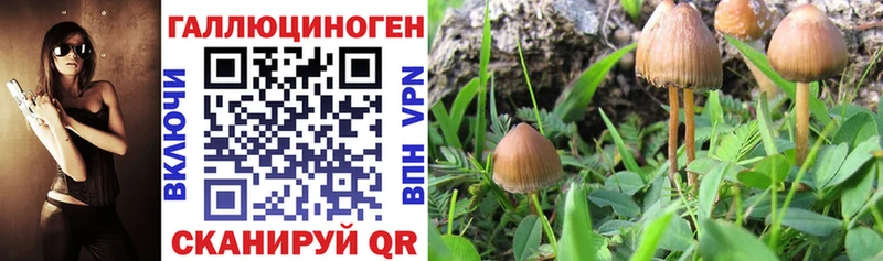 наркотики  Староминская  нарко площадка наркотические препараты  Галлюциногенные грибы Psilocybine cubensis 